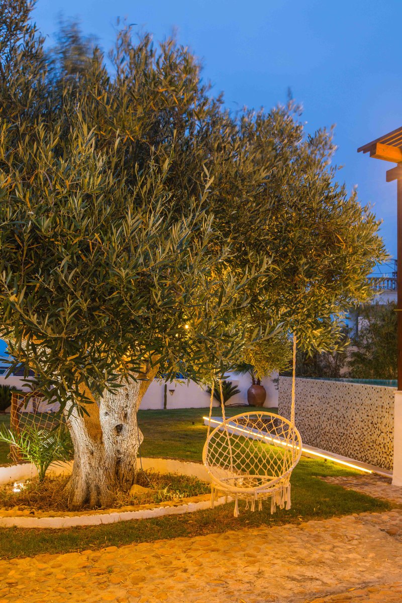 Olivier centenaire et balancelle dans le jardin de Dar Lina à la tombée de la nuit, El Haouaria